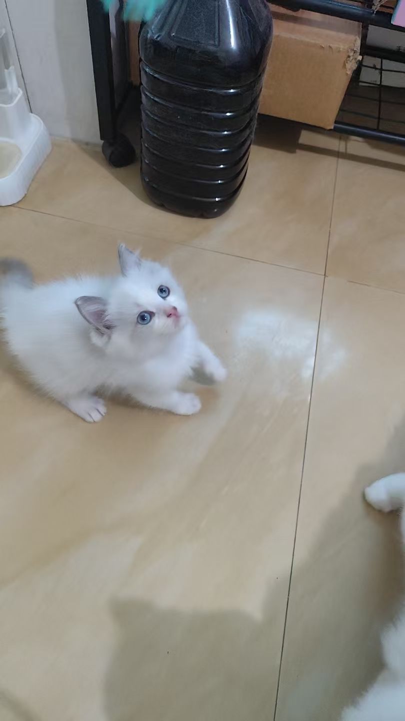 蓝双布偶弟弟妹妹各一。特价666出